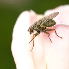Common Tiger Fly thumbnail 4