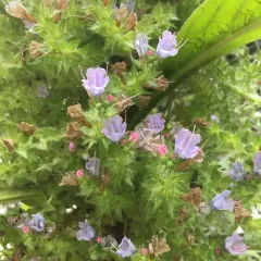 Giant Viper's-bugloss thumbnail 4