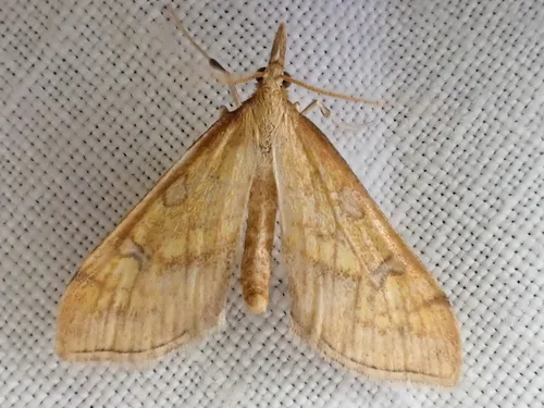 Choristostigma disputalis