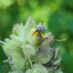 Mullein Weevil thumbnail 2