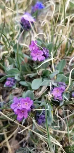 Alpine Bluebells thumbnail 3