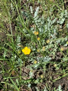 Brewer's cinquefoil thumbnail 2