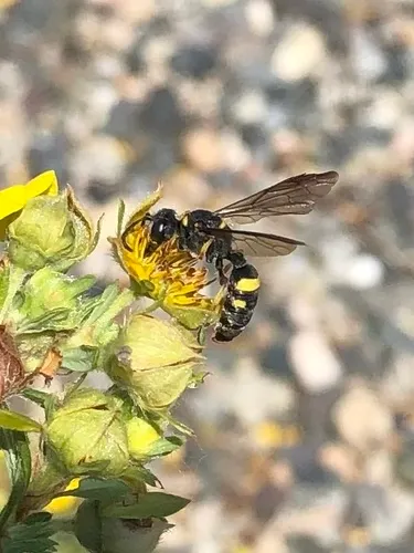 Cerceris californica