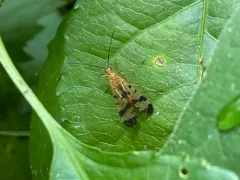 Panorpa debilis thumbnail 2