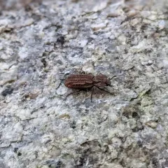 Phellopsis porcata thumbnail 2