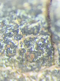 Lempholemma syreniarum thumbnail 2