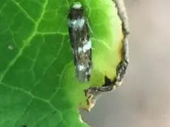 Banded Scythris Moth thumbnail 3