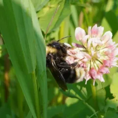 Ashton's Cuckoo Bumble Bee thumbnail 2