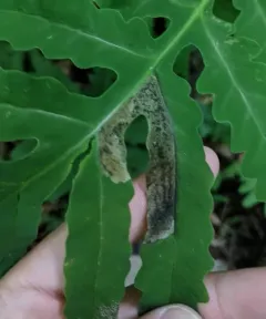 Chirosia gleniensis thumbnail 3