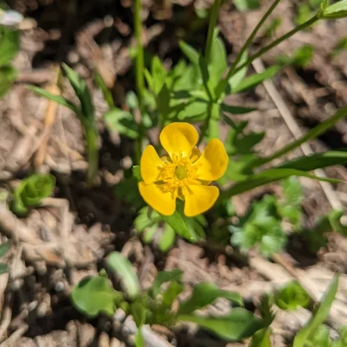 Eschscholtz's Buttercup