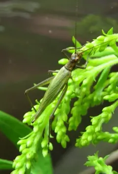 Tamarack Tree Cricket thumbnail 2