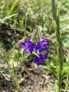 Forking Larkspur thumbnail 4