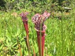 white pitcher plant thumbnail 1