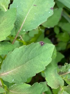 Mycosphaerella impatientis thumbnail 3