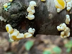 Femsjonia peziziformis thumbnail 4