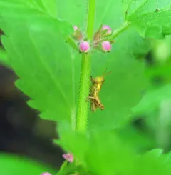 Marys Peak Wingless Grasshopper thumbnail 4