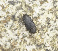 Hide and Tallow Dermestid thumbnail 2