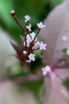 Japanese honewort thumbnail 4
