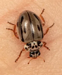 Hudsonian Ladybird thumbnail 4