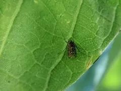 Guttipelopia guttipennis thumbnail 4