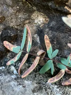 Phytoliriomyza felti thumbnail 2