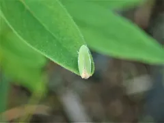 Memnonia flavida thumbnail 2