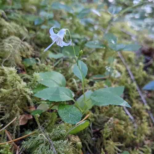 scouler's harebell
