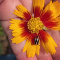 Coreopsis Beetle thumbnail 3