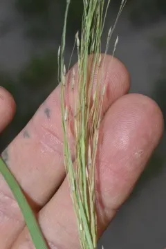 Blowout grass thumbnail 2