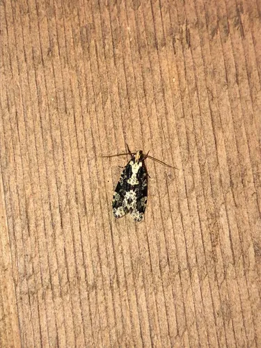 Morophagoides burkerella