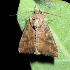 Veiled Ear Moth thumbnail 4