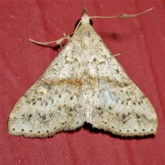 Dotted Renia Moth thumbnail 4