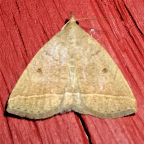 Yellowish Fan-foot