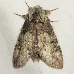 Mottled Prominent thumbnail 3