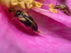 Ornated Tumbling Flower Beetle thumbnail 1
