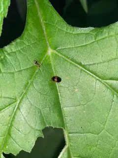 Two-spotted Pleasing Fungus Beetle thumbnail 2