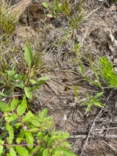 Chrysanthrax cypris thumbnail 1