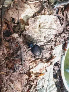 Bereft Snail-eating Beetle thumbnail 3