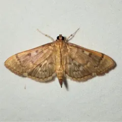 Serpentine Webworm Moth thumbnail 3