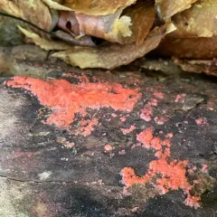 Red Raspberry Slime Mold thumbnail 3