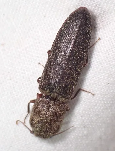 Ancestral Click Beetle