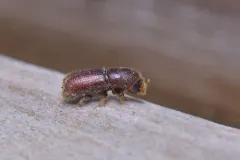 Carving Bark Beetle thumbnail 2