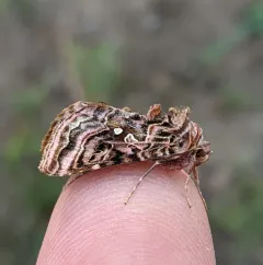 Wavy Chestnut Υ Moth thumbnail 2