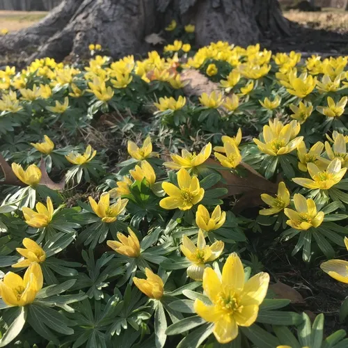 Winter Aconite