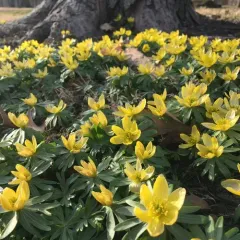 Winter Aconite thumbnail 1