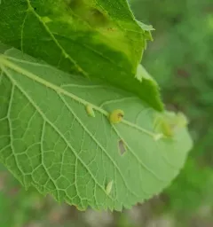 Hackberry Recumbent Gall Midge thumbnail 3