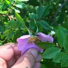 Strangalepta Flower Longhorn Beetle thumbnail 4