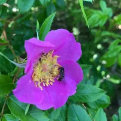 Common Loopwing Aphideater thumbnail 4