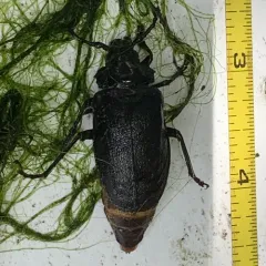 Broad-necked Root Borer thumbnail 4