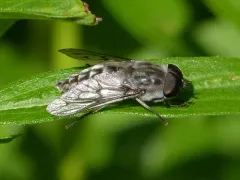 Reinwardt's Horse Fly thumbnail 2
